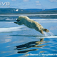 Illustration for article titled Thursidae - Ursus maritimus Edition